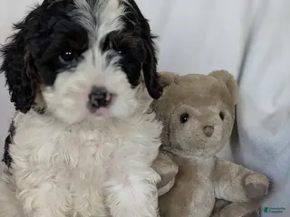 Cavapoo dogs for sale: Missy - Ad 2