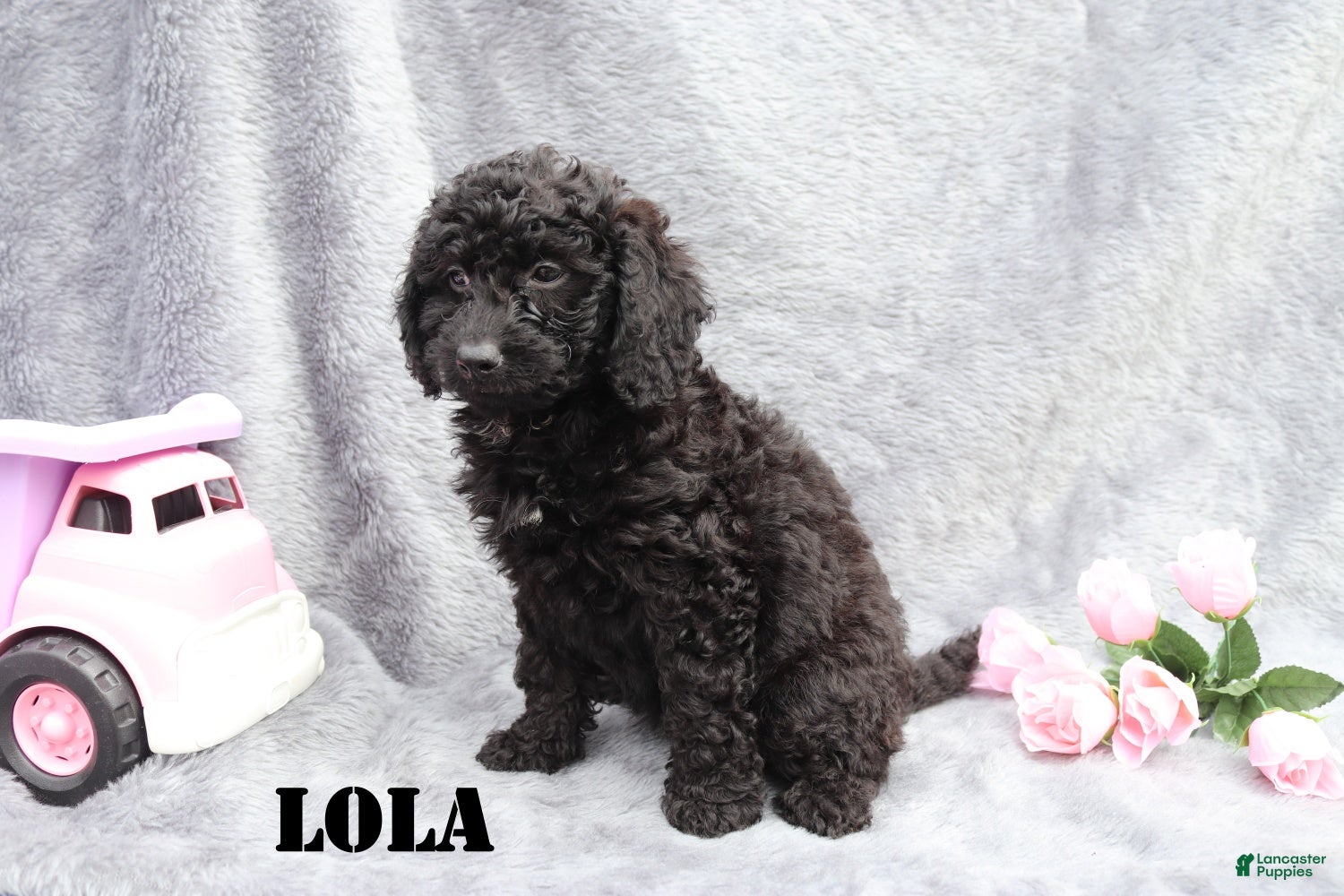 Mini Goldendoodle dogs for sale: Lola - Ad 5