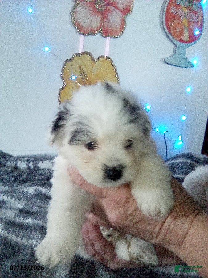Pomapoo dogs Ginny - Ad 2