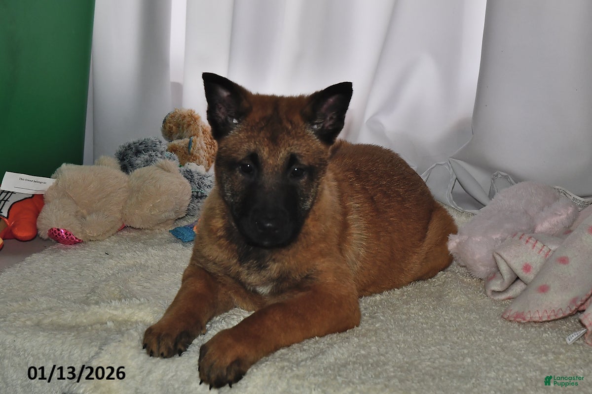 Belgian Malinois dogs Ivy - Ad 15