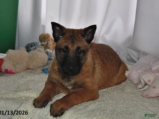 Belgian Malinois dogs Ivy - Ad 10
