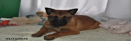Belgian Malinois dogs for sale: Ivy - Ad 1