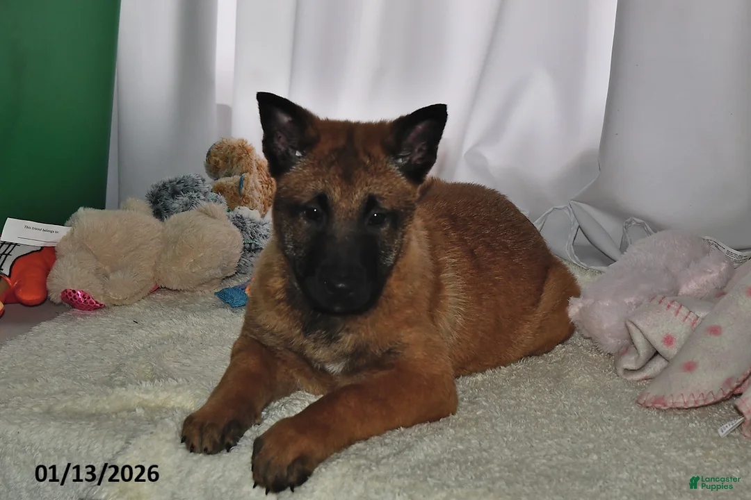 Belgian Malinois dogs for sale: Ivy - Ad 1