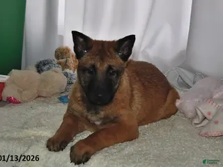 Belgian Malinois dogs Ivy - Ad 14