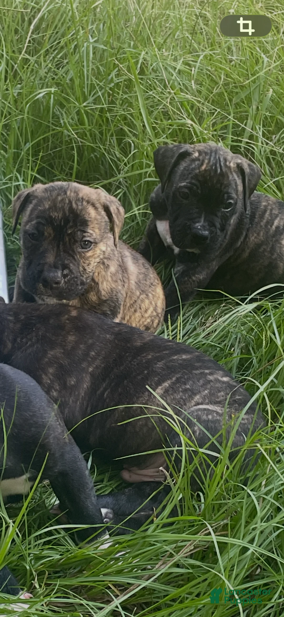 Mixed Breed dogs for sale: Mixed Breed 2 - Ad 1
