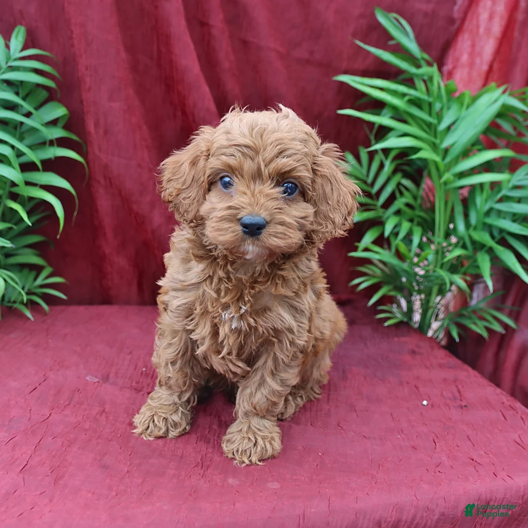 Cockapoo dogs for sale: Archie - Ad 1
