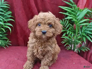 Cockapoo dogs for sale: Archie - Ad 3
