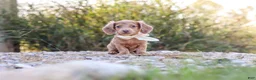 Dachshund dogs for sale: Amelia - Ad 12