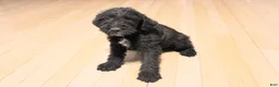 Mixed Breed dogs for sale: Echo - Ad 46