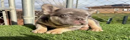 French Bulldog dogs for sale: Rocky-Rare Lilac Tan Fluffy in LA, CA. USA DELIVERY OPTIONS - Ad 21