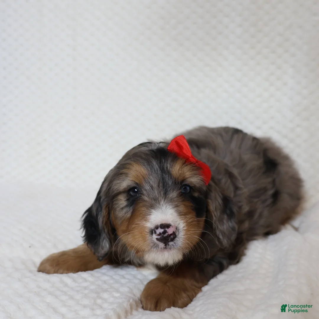 Mini Bernedoodle dogs for sale: Rosa - Ad 2