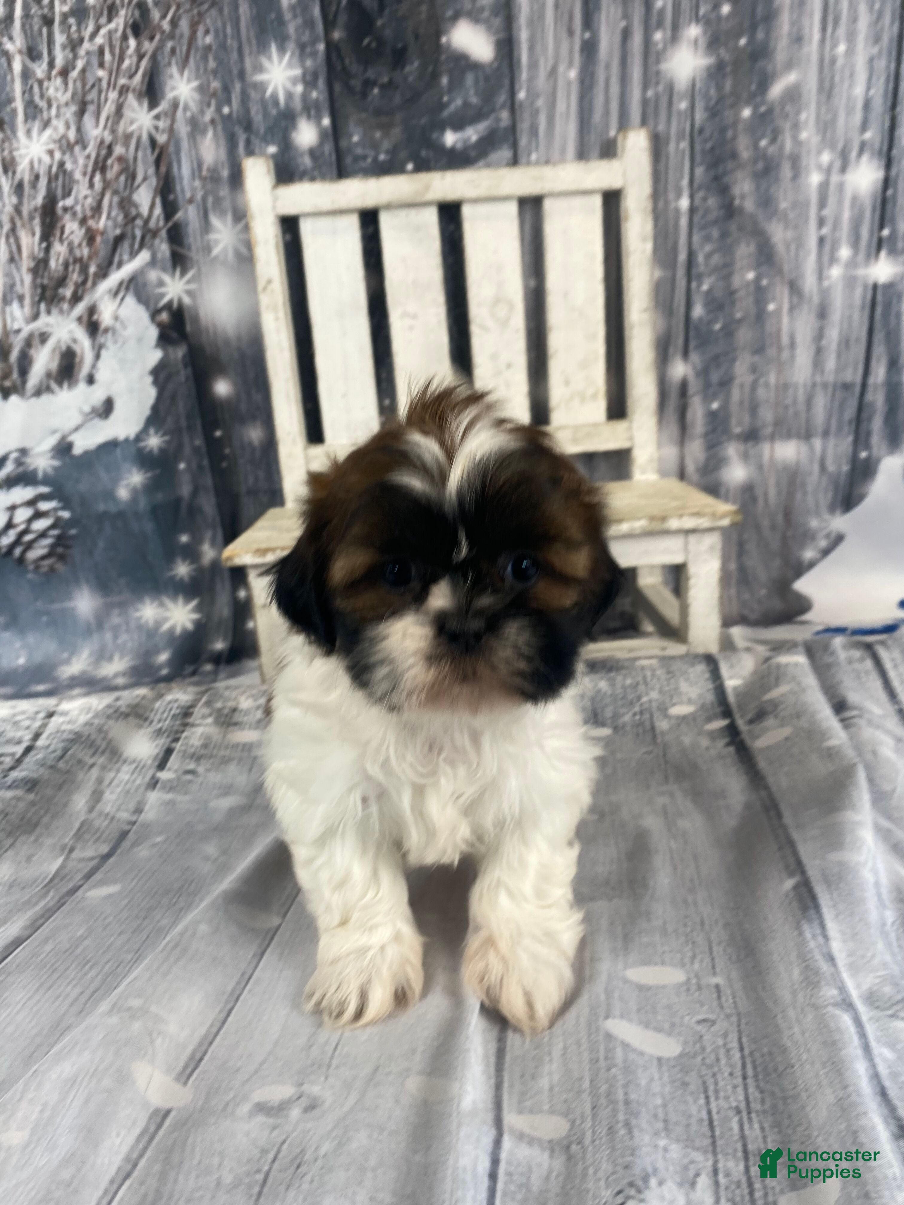 Shih Tzu dogs Pearl - Ad 36