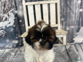 Shih Tzu dogs Pearl - Ad 3