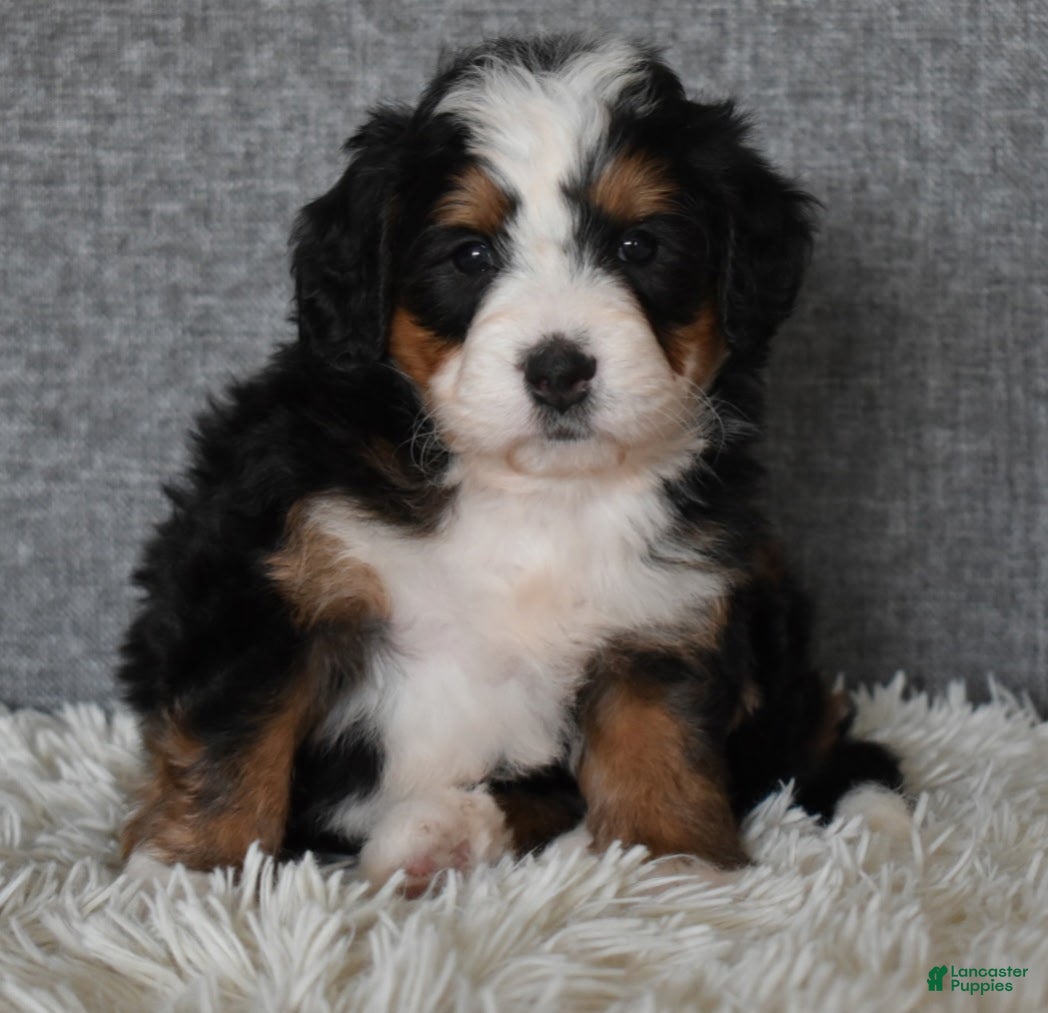 Mini Bernedoodle dogs Miley - Ad 37