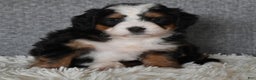 Mini Bernedoodle dogs for sale: Miley - Ad 1