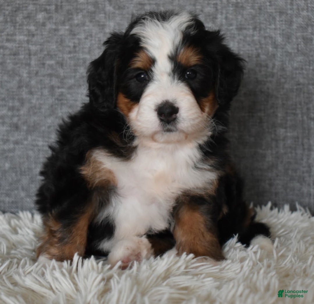 Mini Bernedoodle dogs for sale: Miley - Ad 1