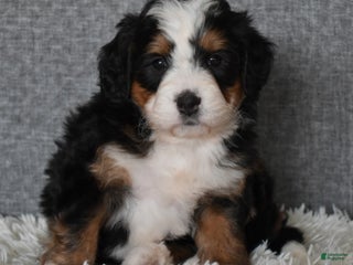 Mini Bernedoodle dogs Miley - Ad 39