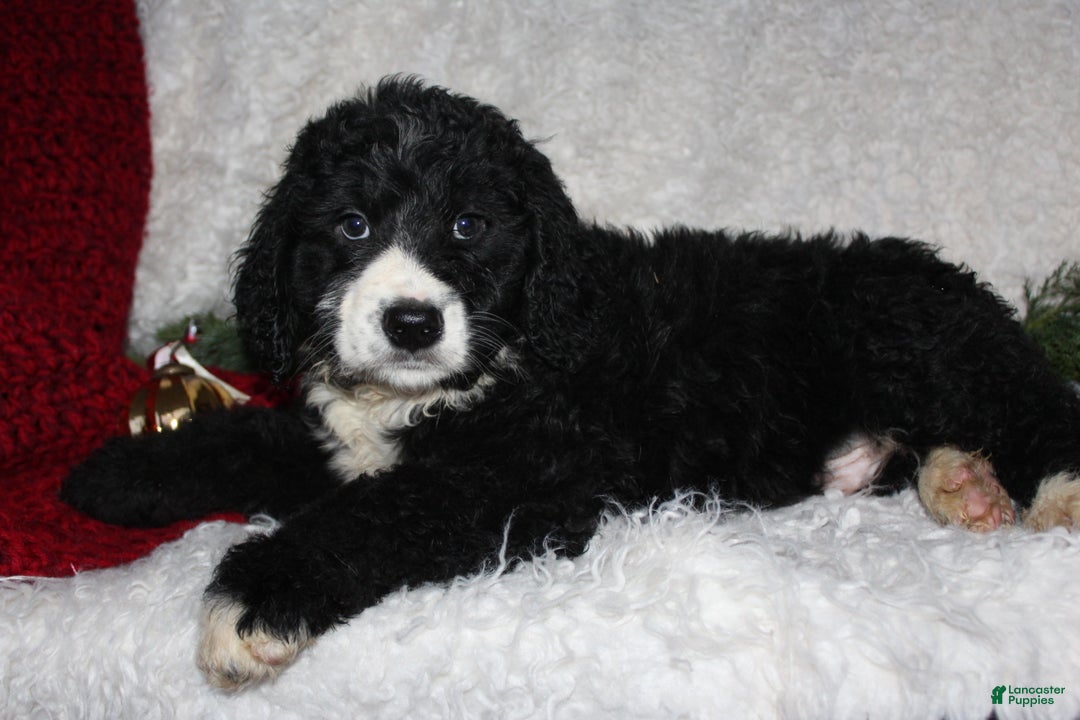 Bernedoodle dogs for sale: Charlie - Ad 1
