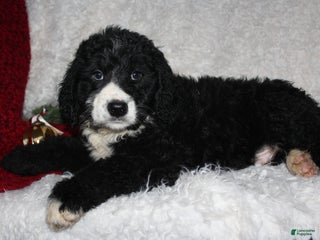Bernedoodle dogs Charlie - Ad 18