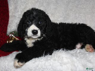 Bernedoodle dogs Charlie - Ad 36