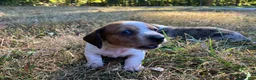 Miniature Dachshund dogs for sale: Zippy  - Ad 3