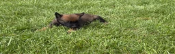 Belgian Malinois dogs for sale: Montgomery - Ad 7