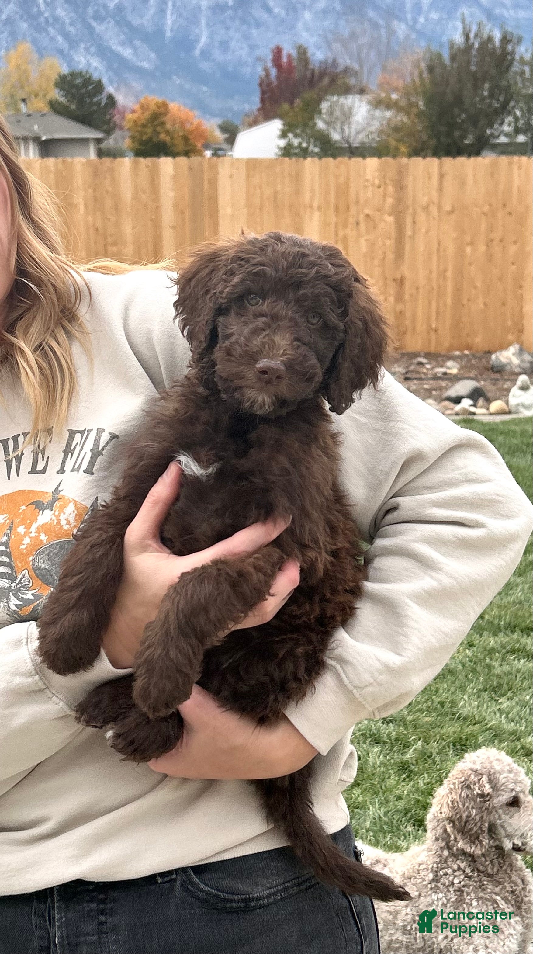 Standard Poodle dogs for sale: Standard Poodle 3 - Ad 20