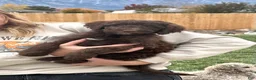 Standard Poodle dogs for sale: Standard Poodle 3 - Ad 1
