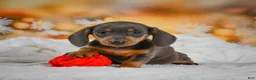 Miniature Dachshund dogs for sale: Dory - Ad 13
