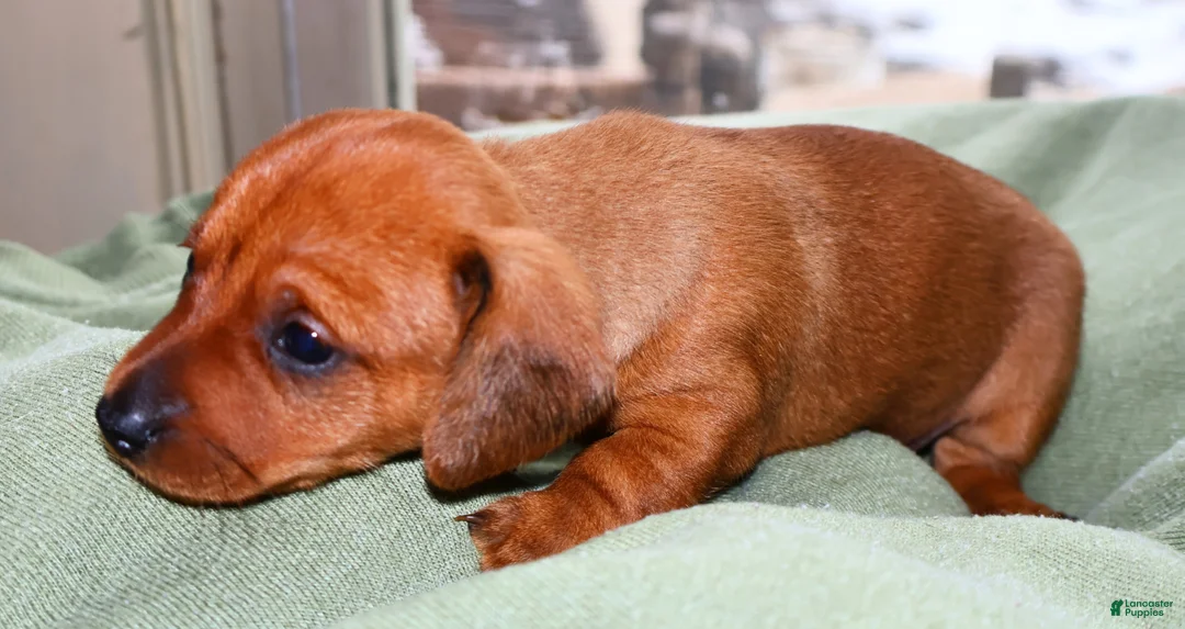 Miniature Dachshund dogs for sale: Copper - Ad 6