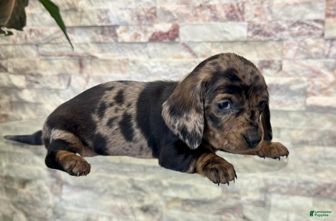 Miniature Dachshund dogs for sale: Miniature Dachshund Millie [DNA Proof] - Ad 2