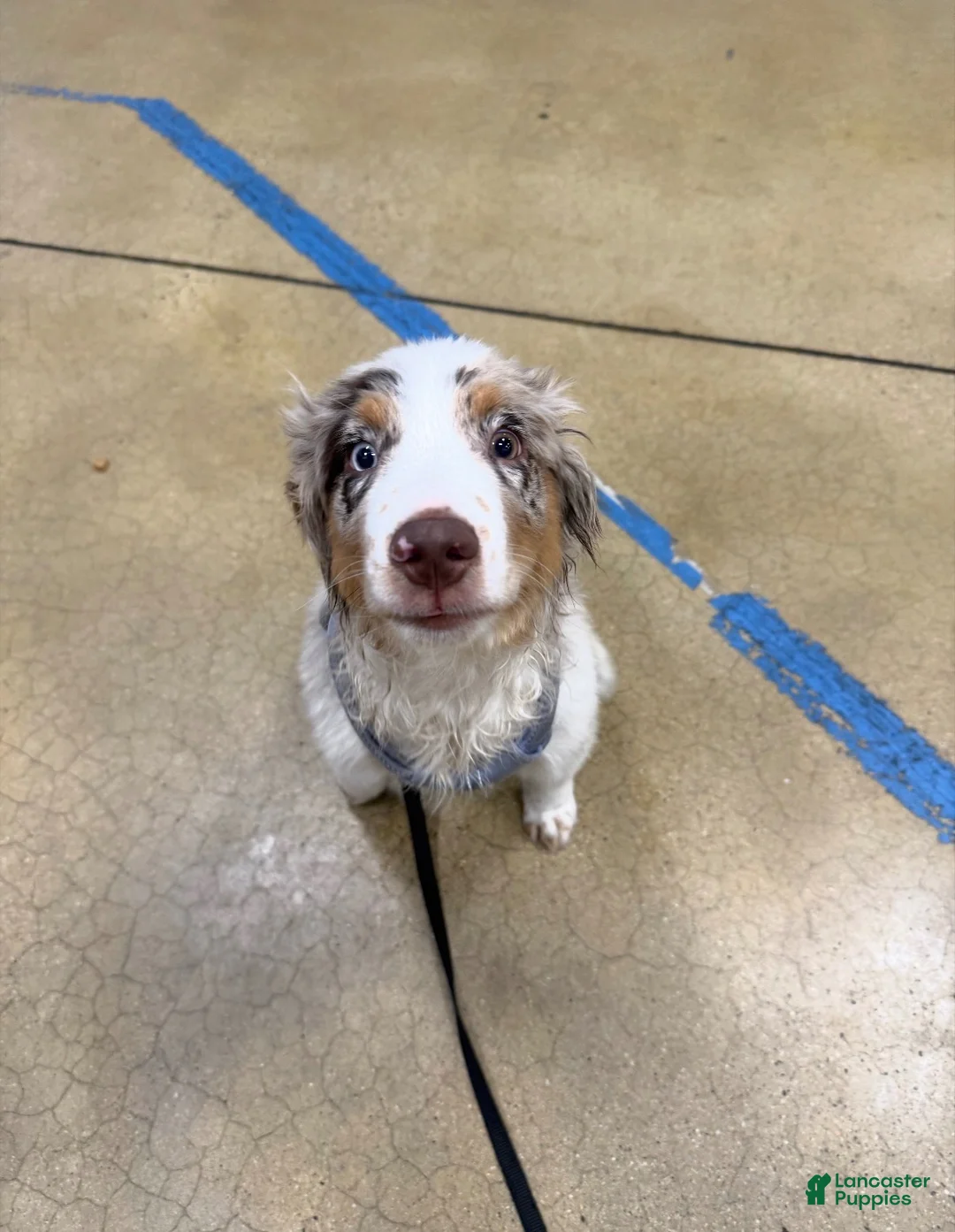 Australian Shepherd dogs for stud: Moose - Ad 6