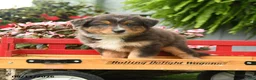Australian Shepherd dogs for sale: Rain - Ad 4