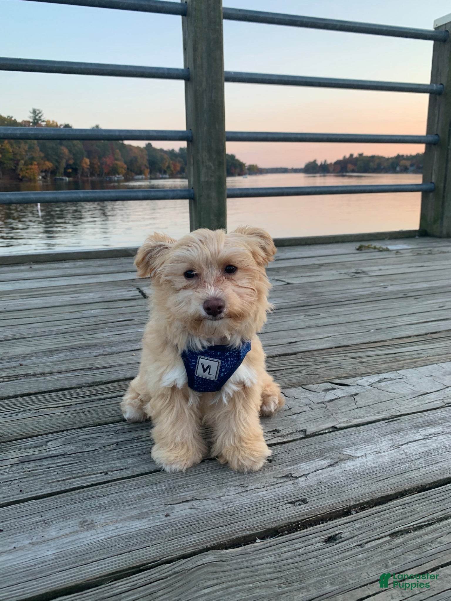 Maltipoo dogs Maltipoo 1 - Ad 2