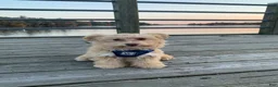 Maltipoo dogs for sale: Maltipoo 1 - Ad 2