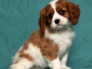 Cavalier King Charles Spaniel dogs Lexi - Ad 17