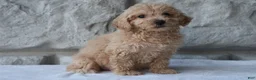 Bichpoo dogs for sale: Macy - Ad 3