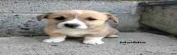 Welsh Corgi Pembroke dogs for sale: Maddie  - Ad 1