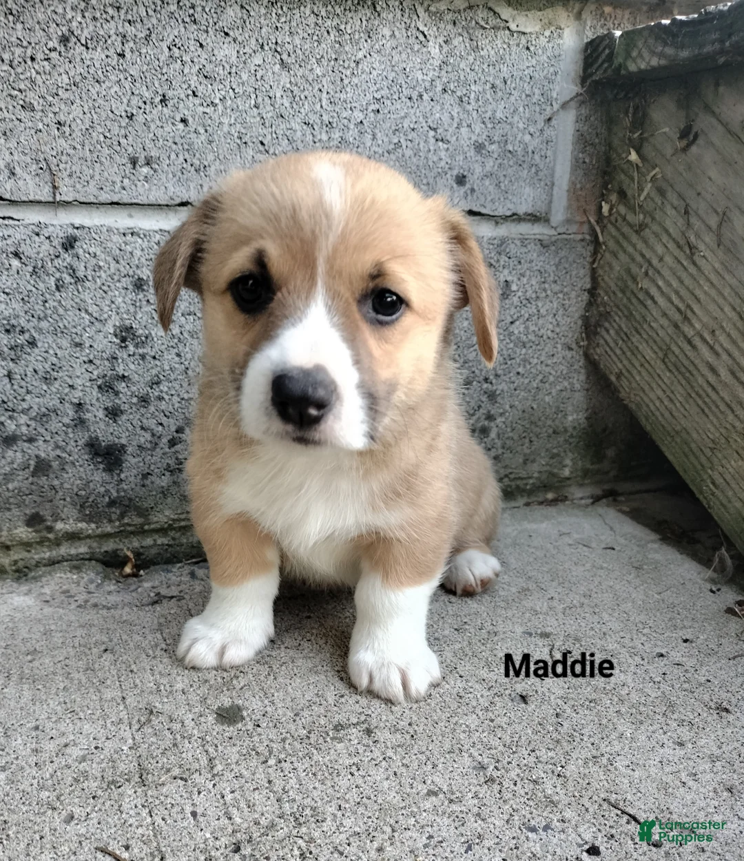 Welsh Corgi Pembroke dogs for sale: Maddie  - Ad 1