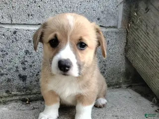 Welsh Corgi Pembroke dogs Maddie - Ad 5