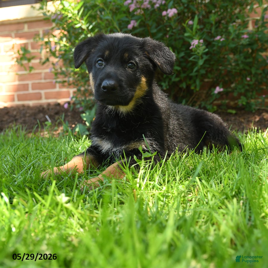 German Shepherd dogs Sparrow - Ad 2