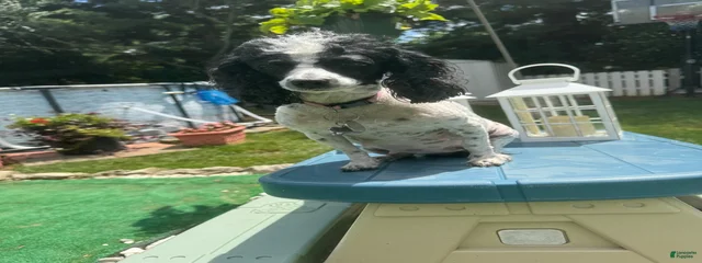 Piper