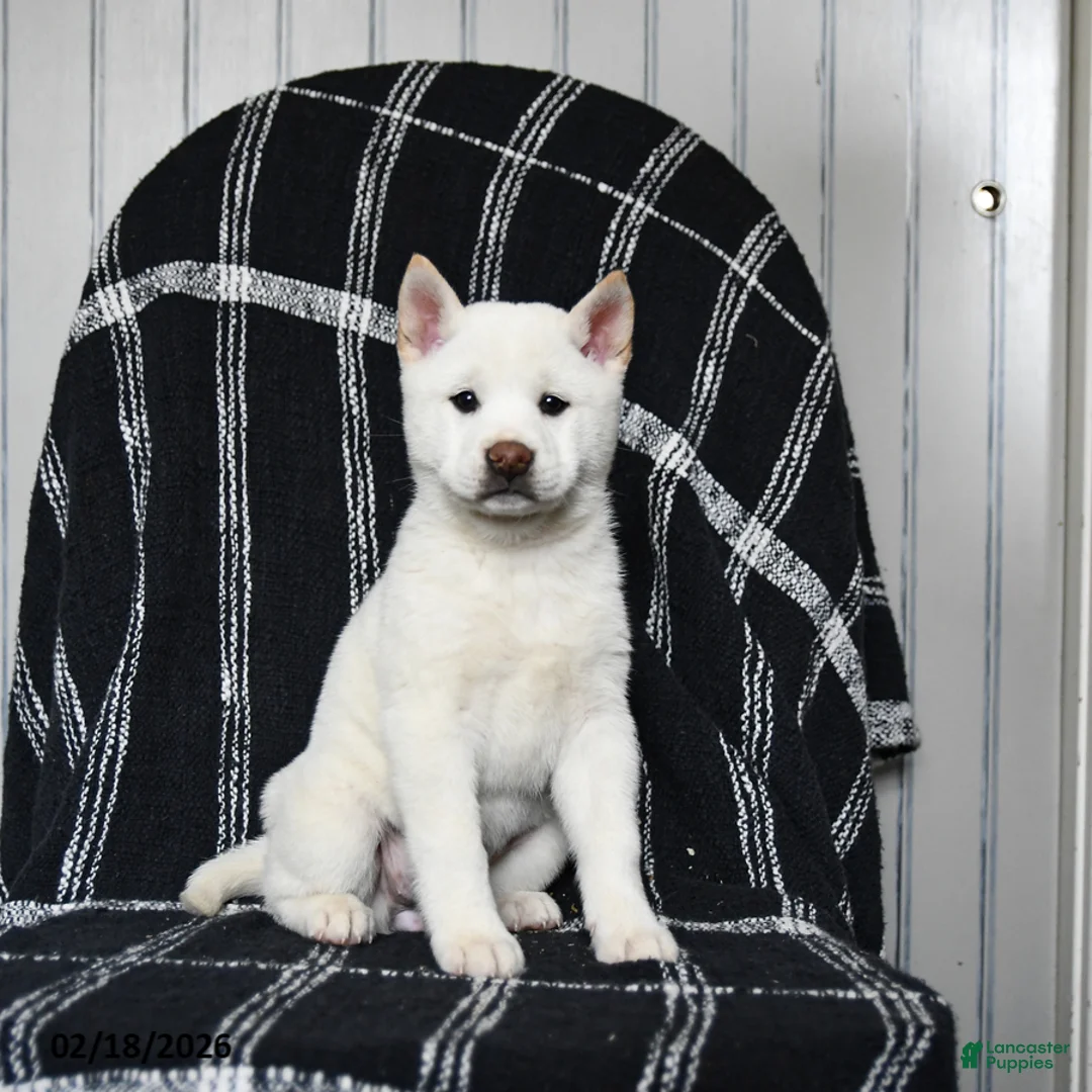 Shiba Inu dogs for sale: Starlight - Ad 9