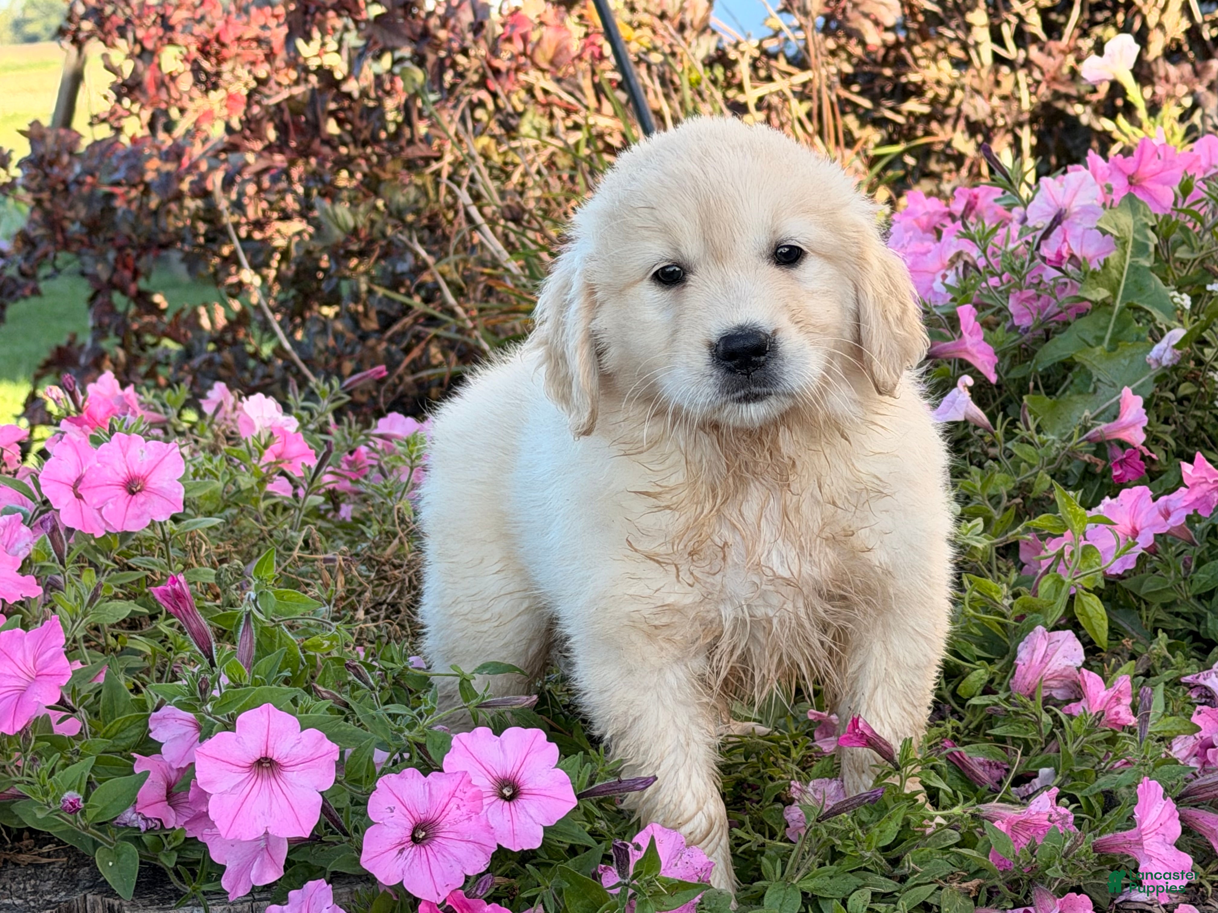 Willow (Golden Retriever, Female) in Fountain City, IN