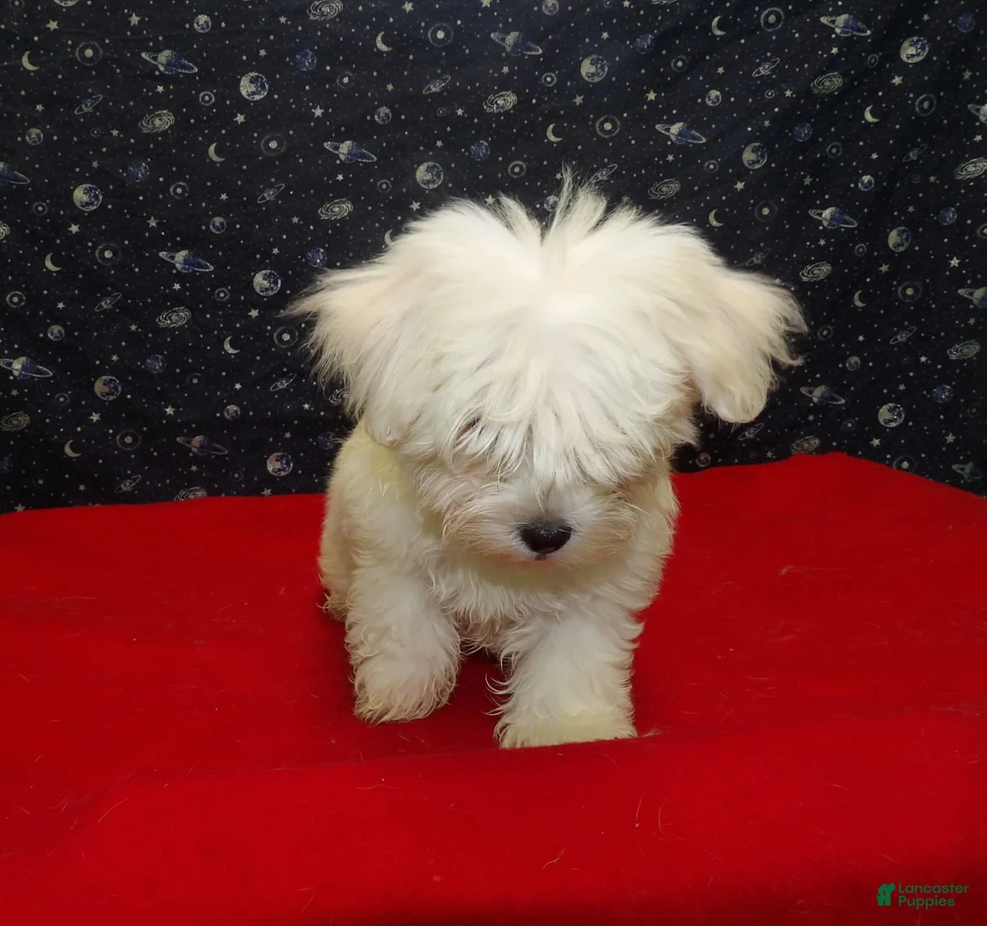 Maltese dogs for sale: Myla - Ad 4