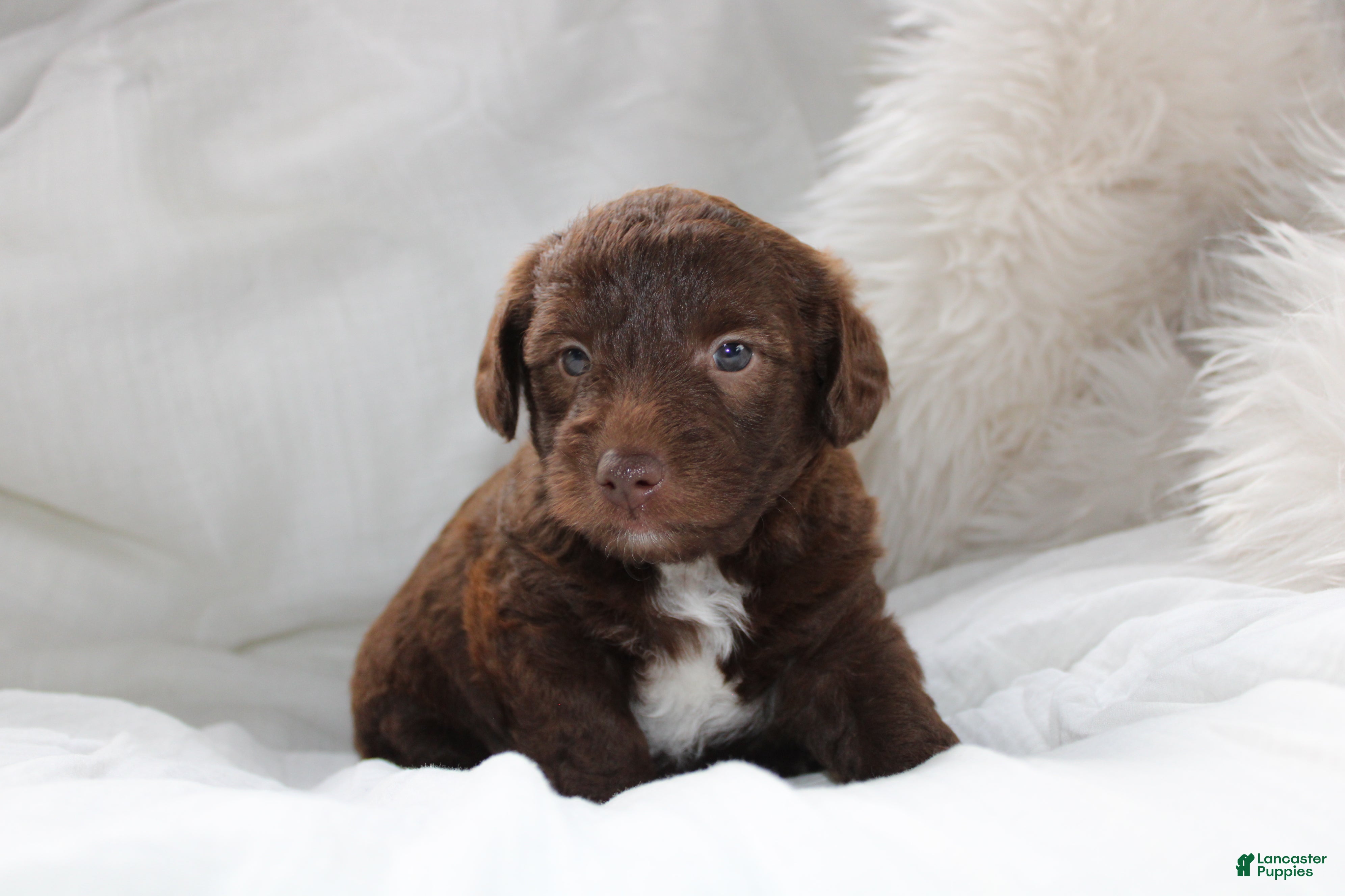 Mixed Breed dogs Riley - Ad 2