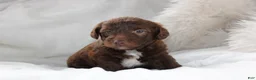 Mixed Breed dogs for sale: Riley - Ad 2