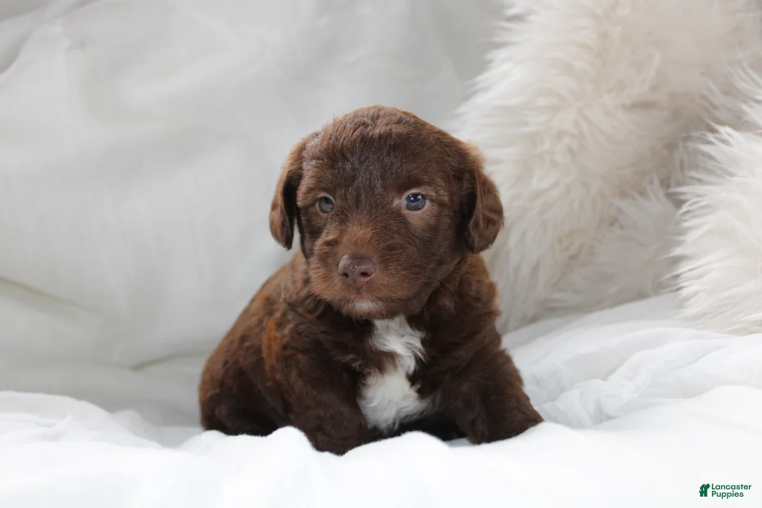 Mixed Breed dogs for sale: Riley - Ad 2