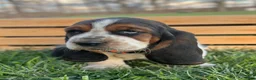 Basset Hound dogs for sale: Oliver - Ad 21