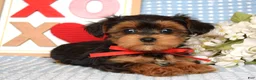 Yorkiepoo dogs for sale: Lance  - Ad 3